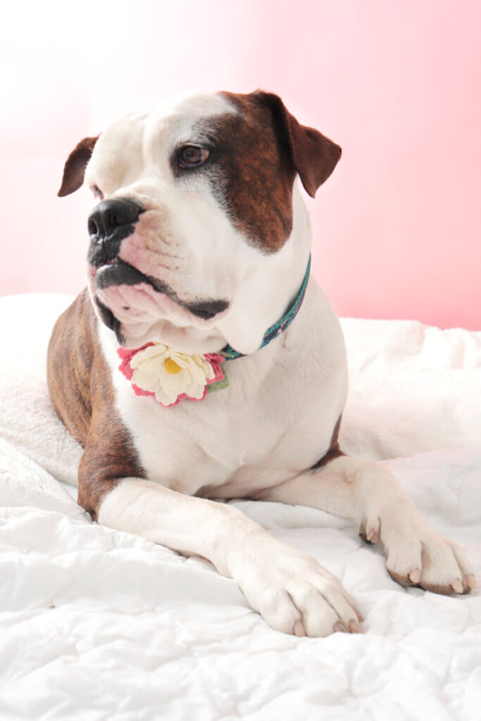 bulldog ruby dog collar flower lily lacey collar