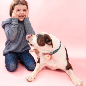 dog collar flower lily on bulldog and lu