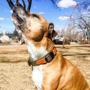 waterproof fi dog collar leather