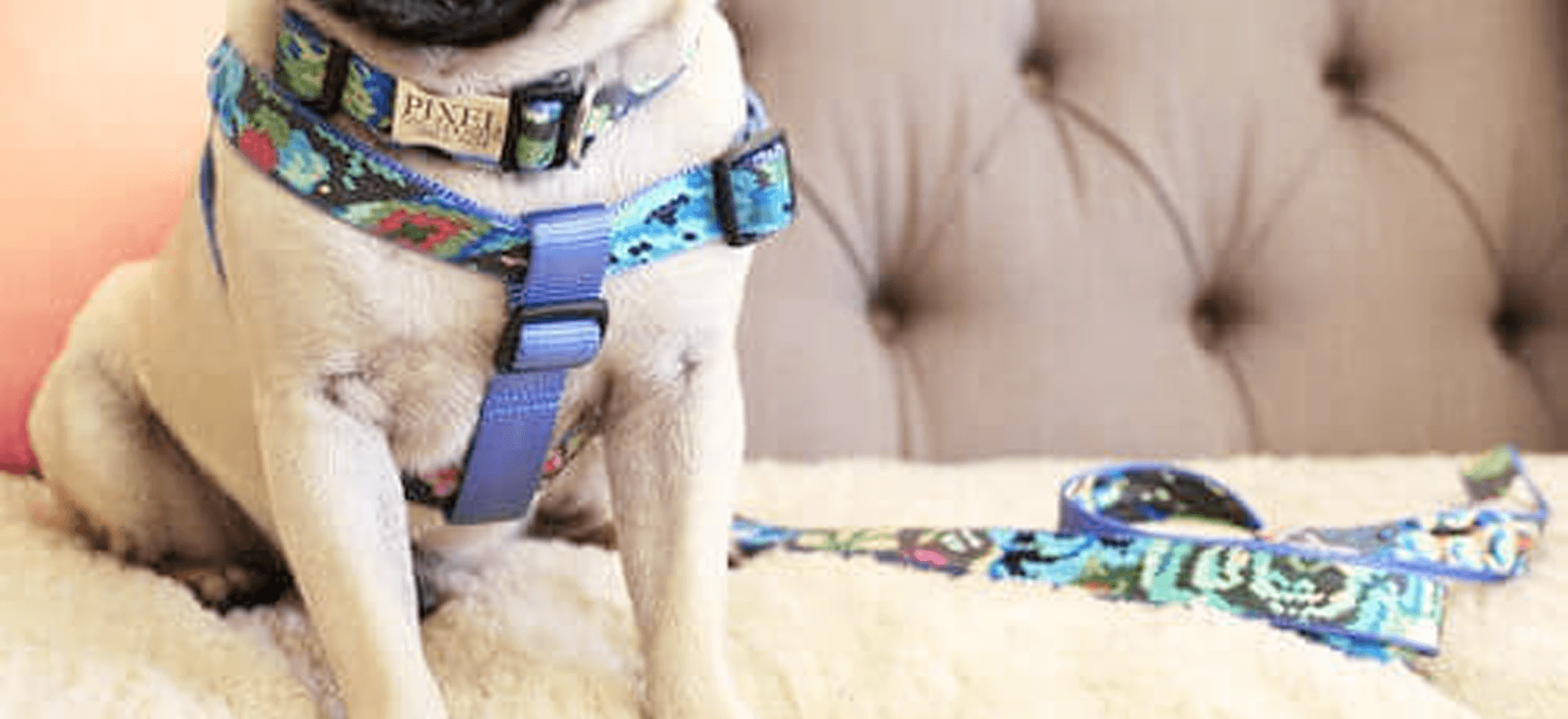 Harness vs. Collar Are Dog Harnesses Better Than Collars?