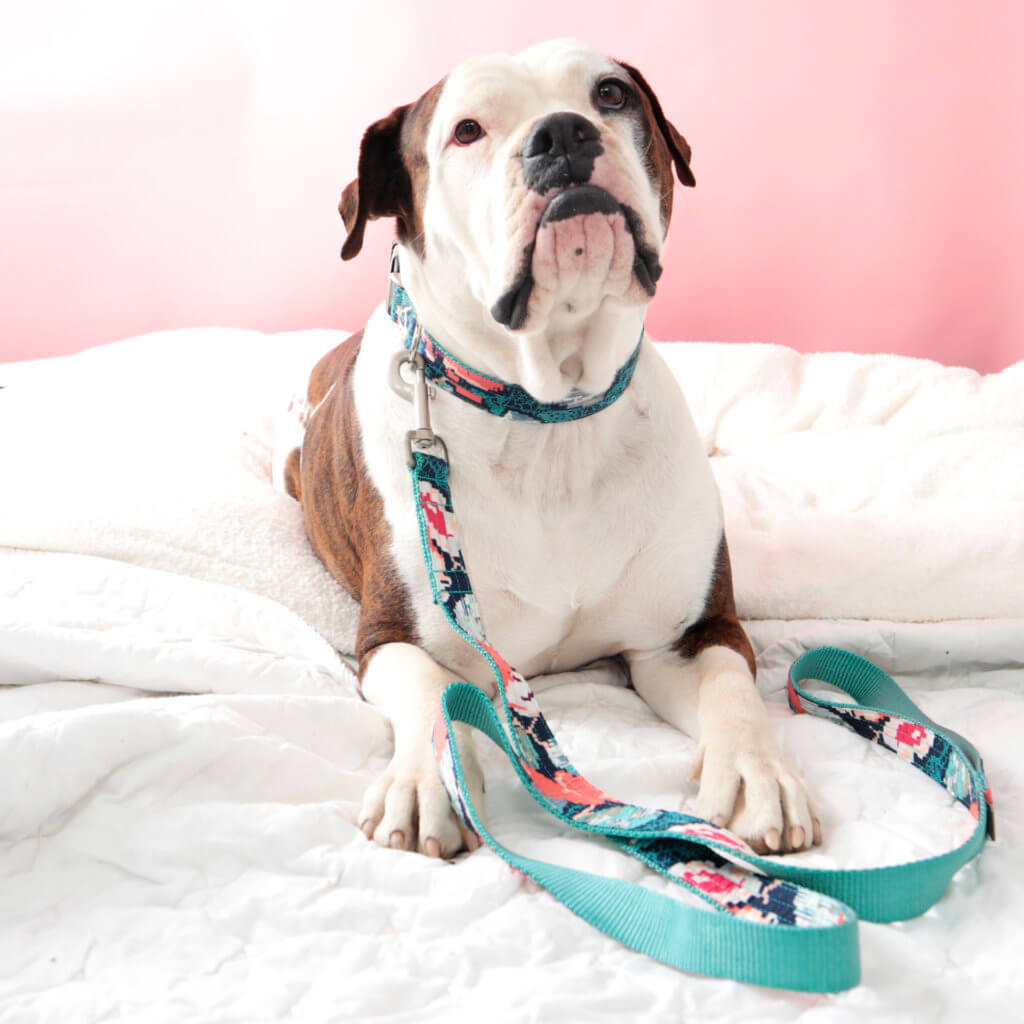 Classic Cotton & Ribbon Dog Collars Handmade by Mimi Green