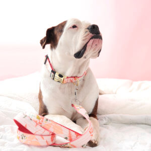 ruby lulu pink floral collar bulldog