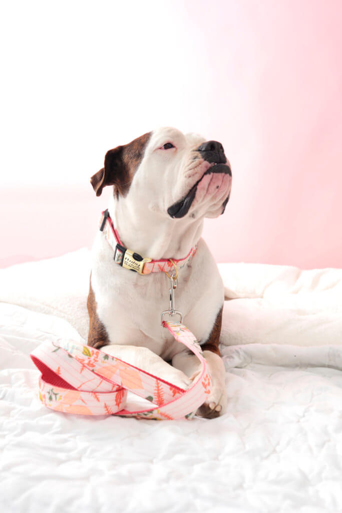 ruby lulu pink floral collar bulldog