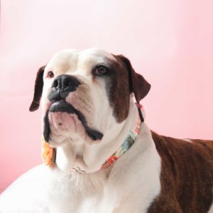 ruby bulldog in lulu pink collar