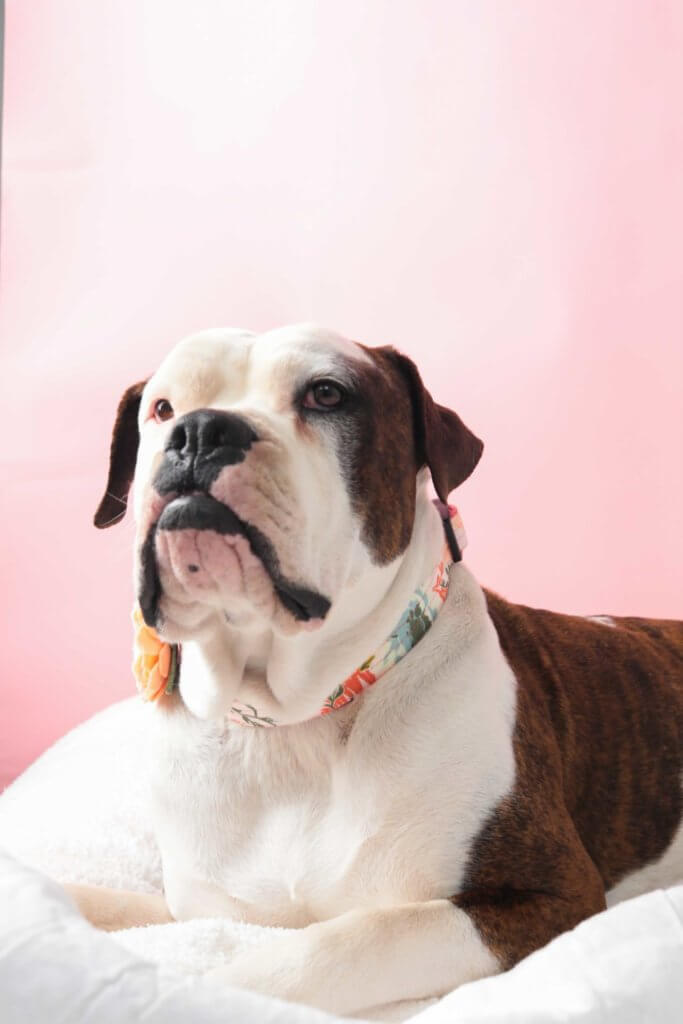 ruby bulldog in lulu pink collar