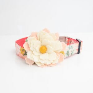 Water Lily Dog Collar Flower cream