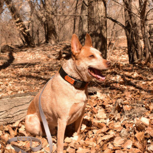 Fox Leather Fi Wide Collar bosque picture