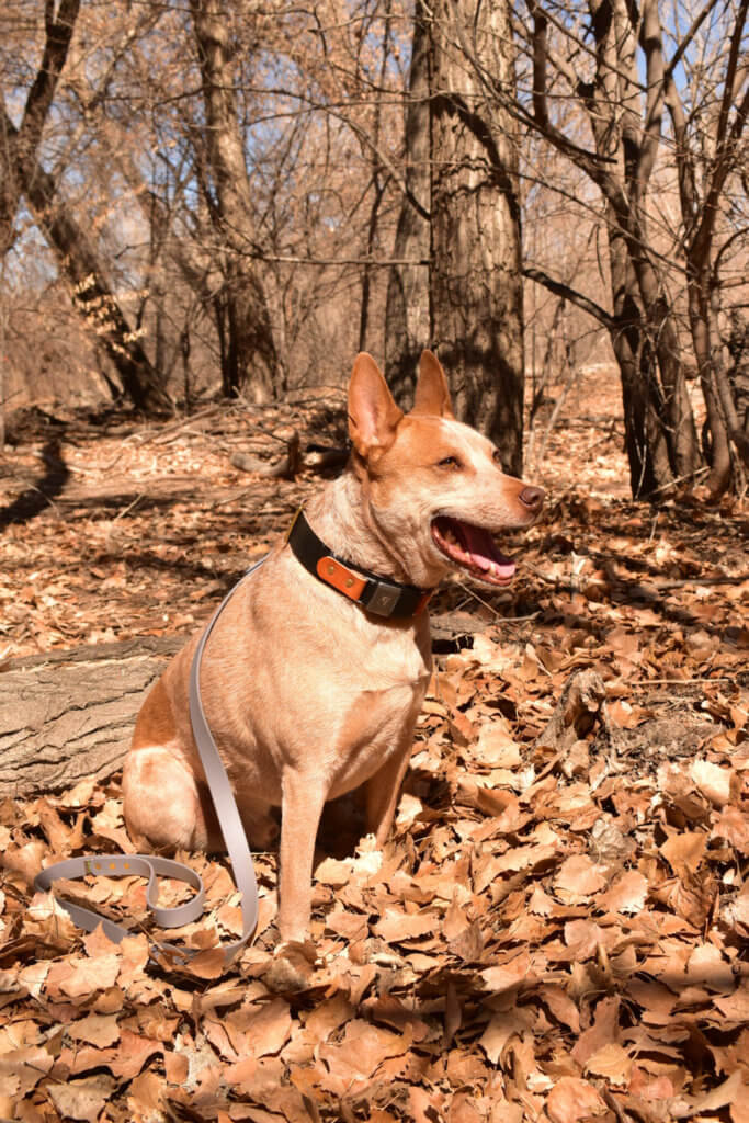 Fox Leather Fi Wide Collar bosque picture