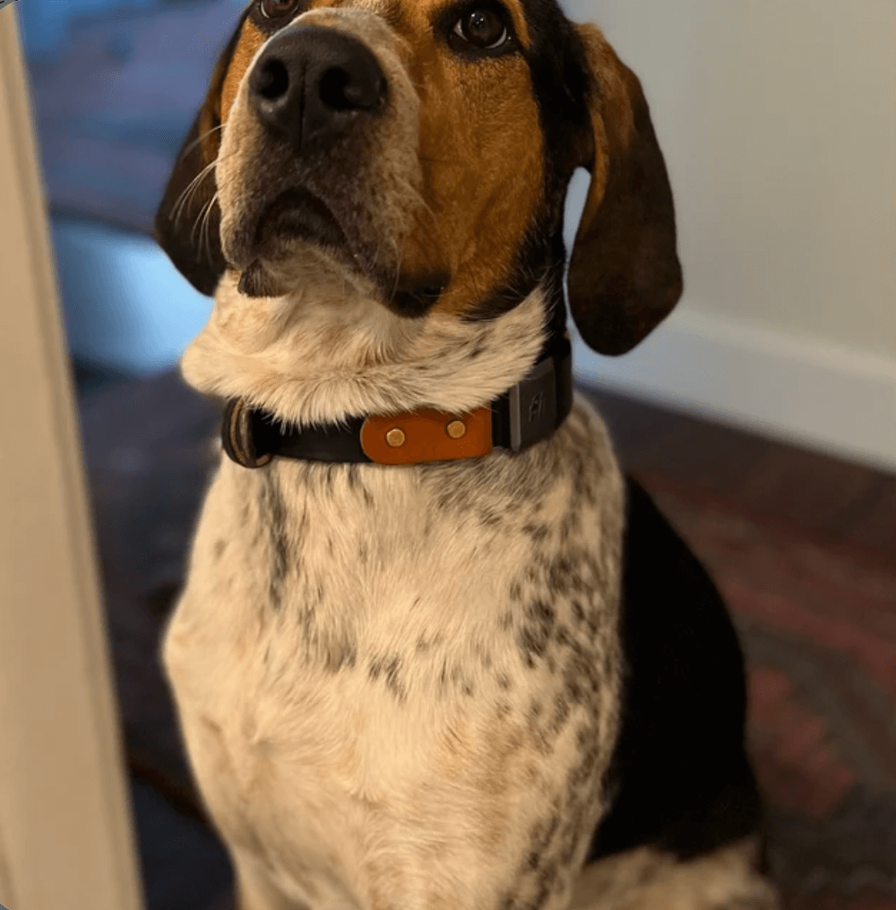 Costa sales dog collar