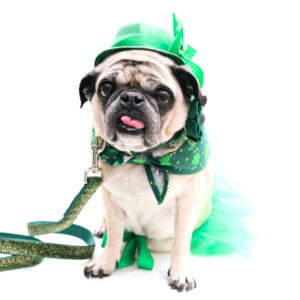 bunny pug st patricks day outfit