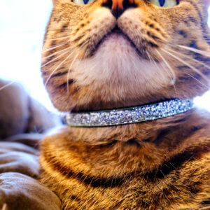 cat in silver glitter collar designer