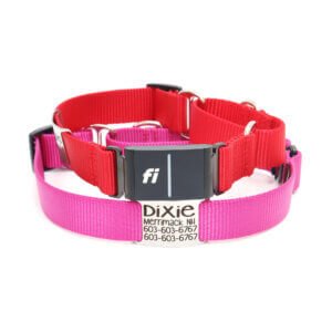 fi compatible nylon nameplate martingale collars (series 3)