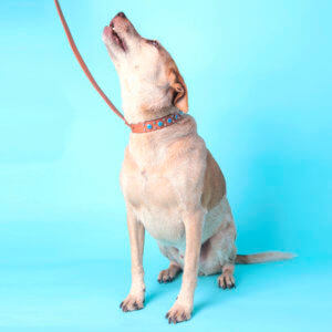 fox heeler studded waterproof collar durango kid