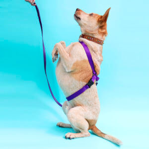 fox showing off harness studded collar