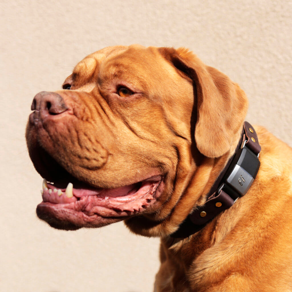 1.5" Fi Leather Large Dog