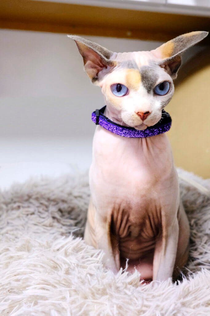 hairless cat glitter collar gidget