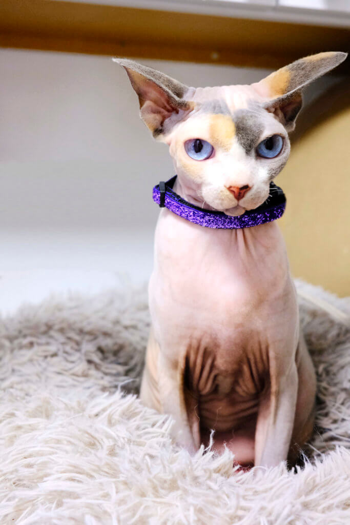 hairless cat glitter collar