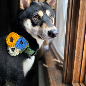 shiba inu dog collar flower