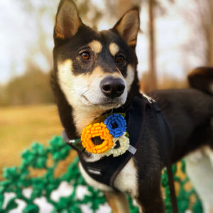shiba inu sunflower dog collar