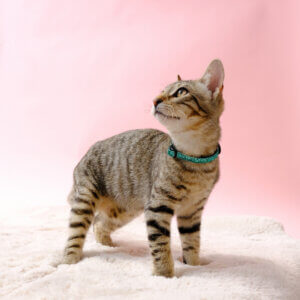 teal glitter cat collar on cat