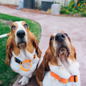 Bassets in lightweight biothane martingales