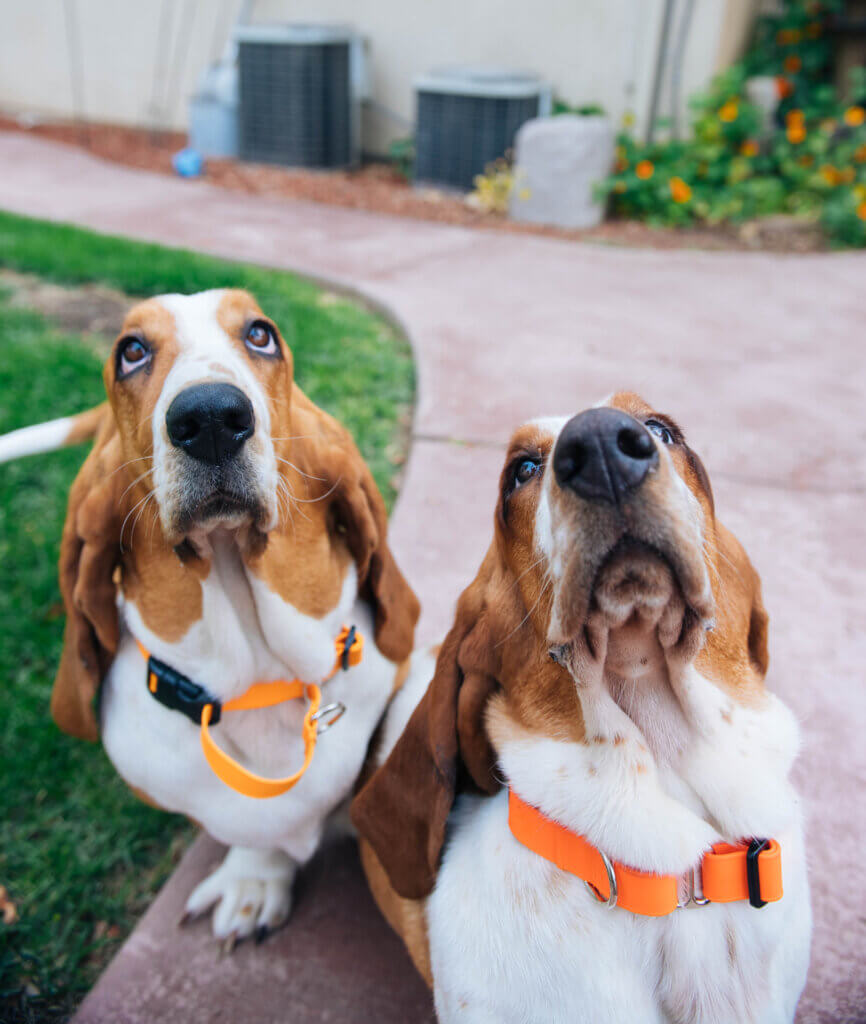 Bassets in lightweight biothane martingales