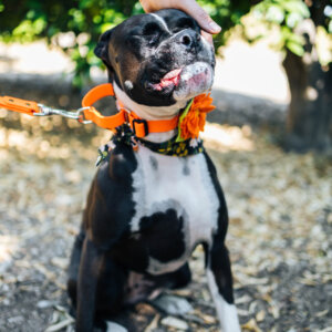 Boxer in martingale biothane sewn
