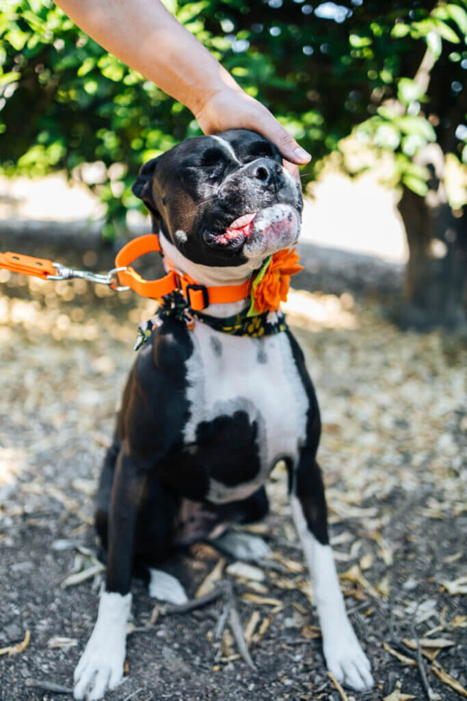 Boxer in martingale biothane sewn