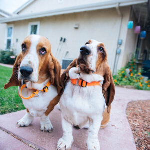 bassets in orange martingale