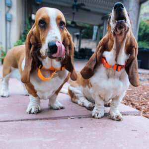 Lightweight basset hounds martingale