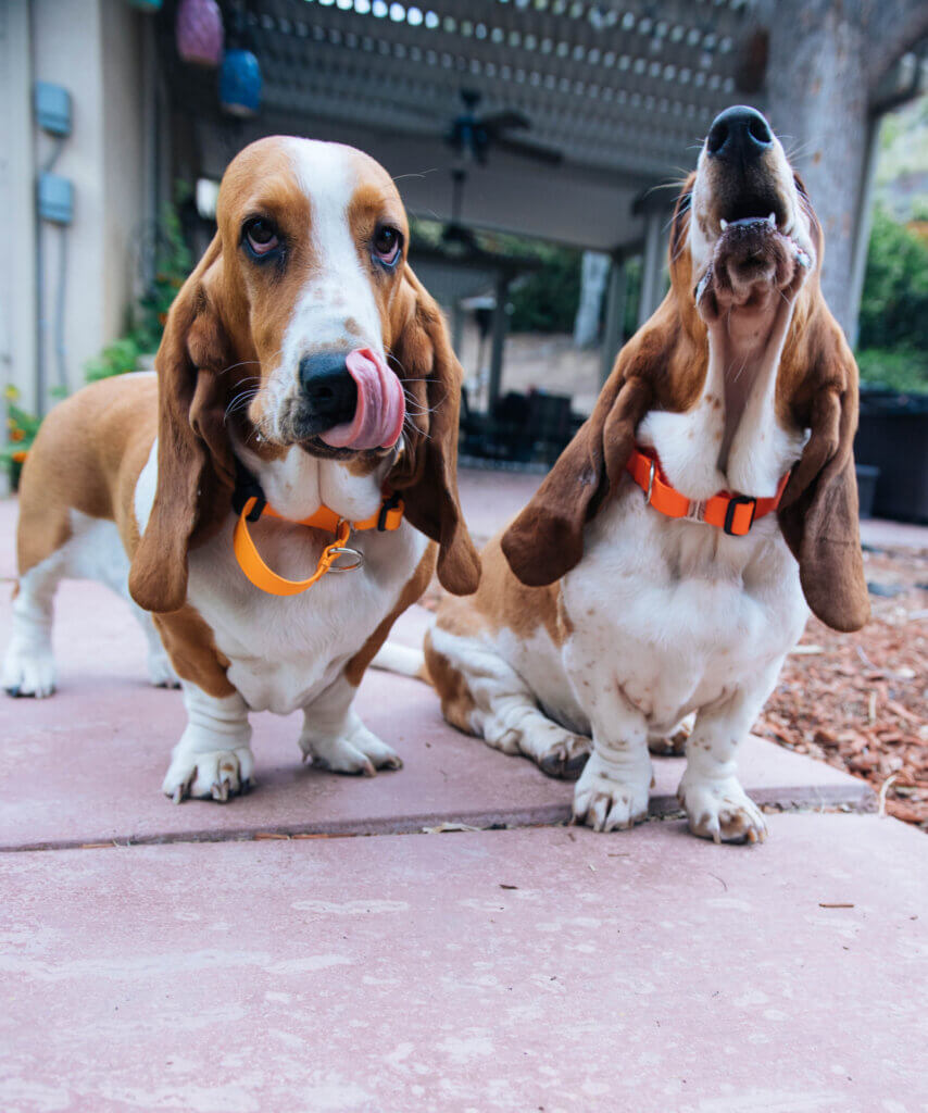 Lightweight basset hounds martingale