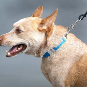 fox in martingale chain collar