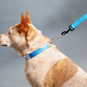 fox in martingale chain collar 3