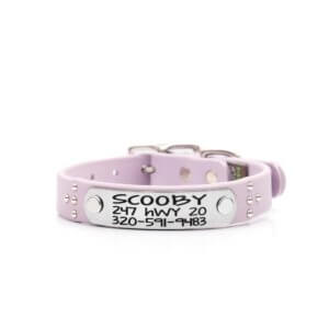 pastel purple studded ace name plate dog collar