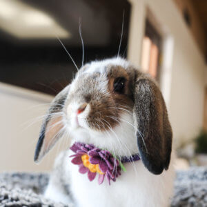 rabbit bunny in collar and flower