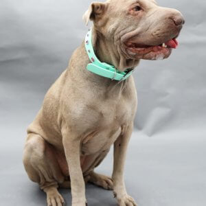 Pink Studded Waterproof Dog Collar Yuma