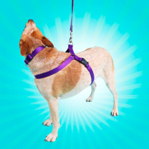 Fox Purple Nylon Harness
