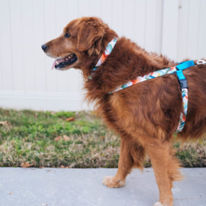 Golden retriever in lolli harness