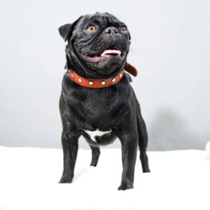 Greg Coco leather studded Collar pug