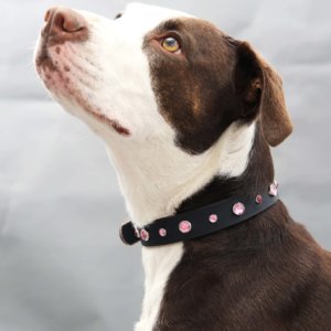 Pink Studded Leather Dog Collar on Maeby