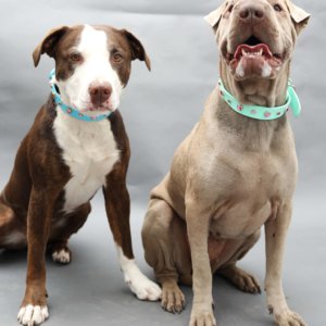 Pink Studded Waterproof Dog Collar Dolly Dog Photo