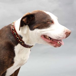 Black Studded Leather Dog Collar Johnny Maeby