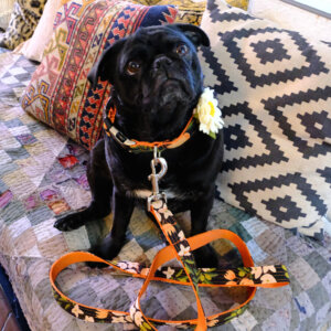 Olea Canvas Collar on Pug