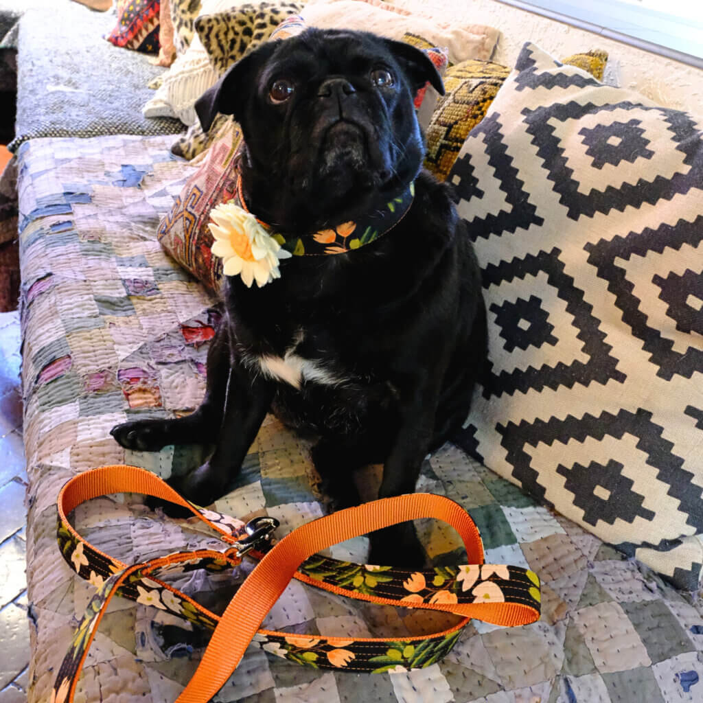 Sesame Pug in Olea Rifle Paper Co collar