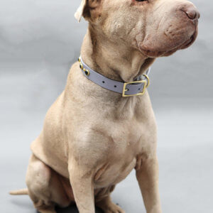Black Studded Waterproof Collar on Yuma Johnny