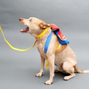 fox backpack studded waterproof leash