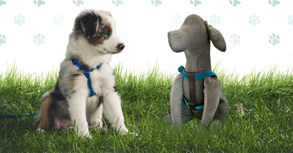 Puppy Collar Size Chart