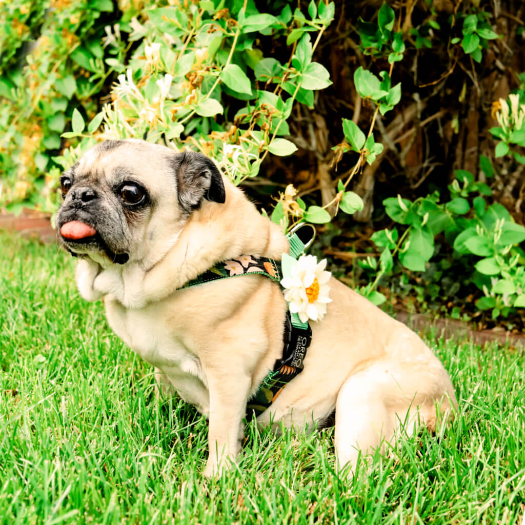 bunny pug canvas dog harness olea