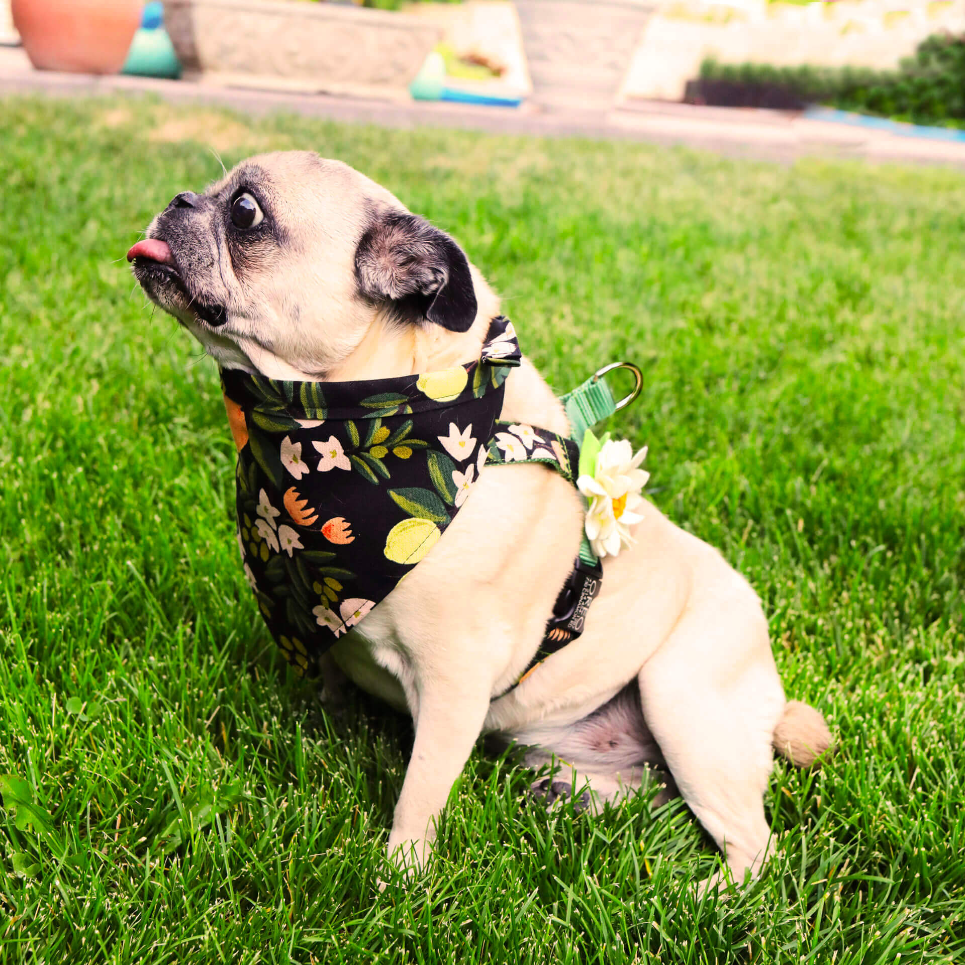 bunny pug in olea canvas bandana and harness