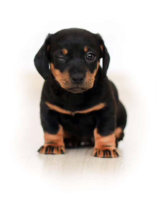 Measuring Puppy Neck Size